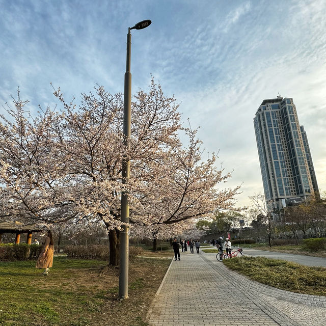 首爾漢江公園 🌸🌸櫻花 單車遊