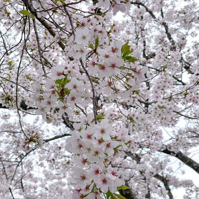 🌸พิกัดลับอุโมงค์ซากุระในฟุกุโอกะ🌸