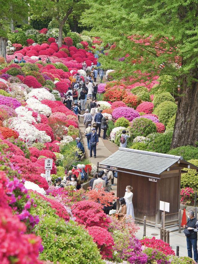 【東京】これから見頃‼️赤やピンクが映え緑とのコントラストが美しいスポット✨※マップ付き 
