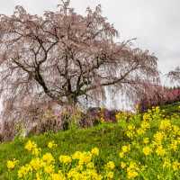 又兵衛桜