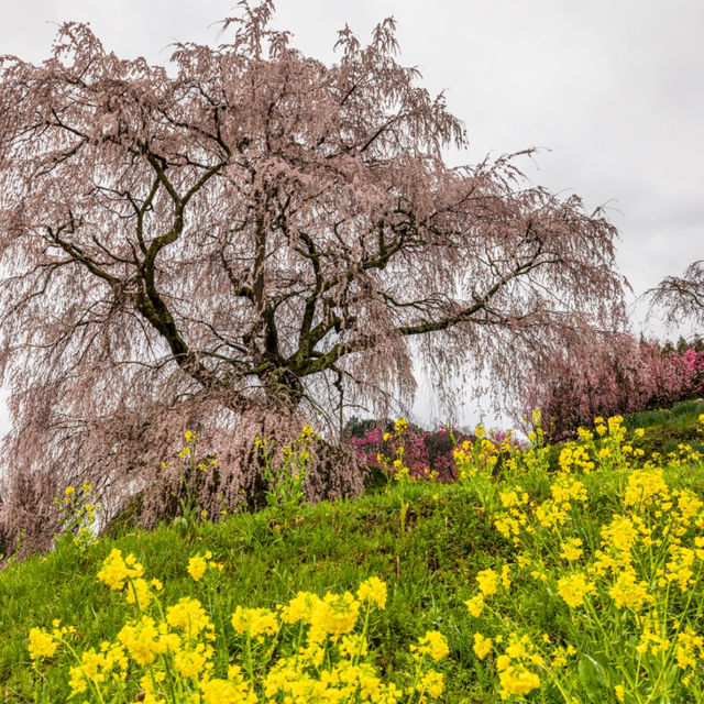 又兵衛桜