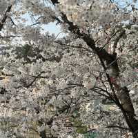 주말 서울랜드 벚꽃 후기 및 꿀팁