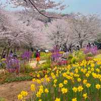 🌸 서울 벚꽃 튤립 명소, 연희 숲속쉼터 🌷