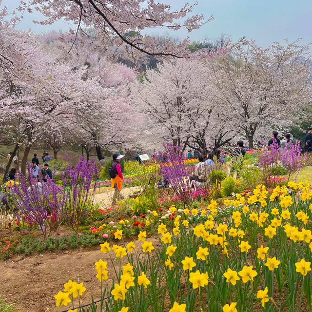 🌸 서울 벚꽃 튤립 명소, 연희 숲속쉼터 🌷