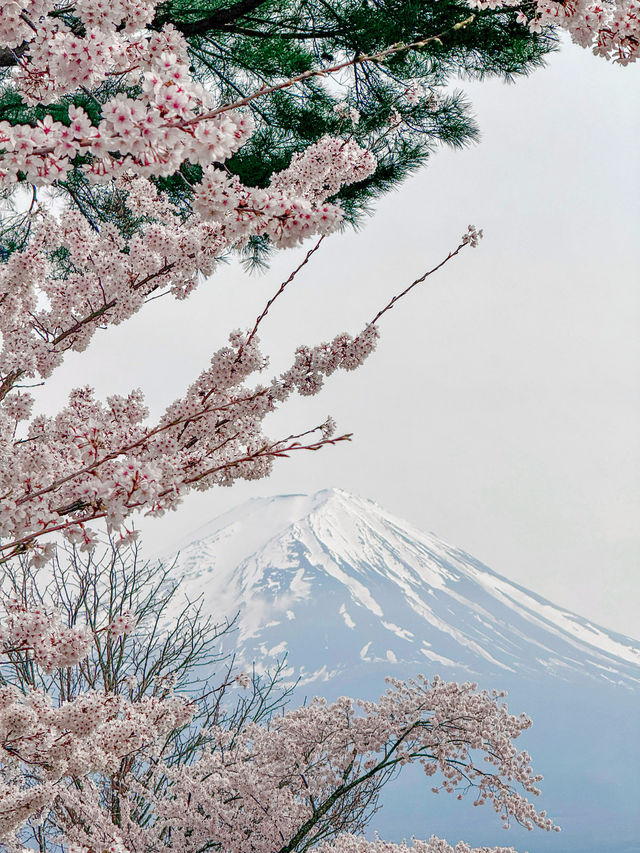 YOU NEED TO VISIT MT. FUJI IN SAKURA SEASON!