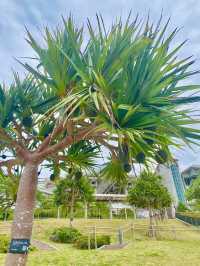 【沖繩海洋博公園】🌳讓遊客瞬間進入綠色世界🌿