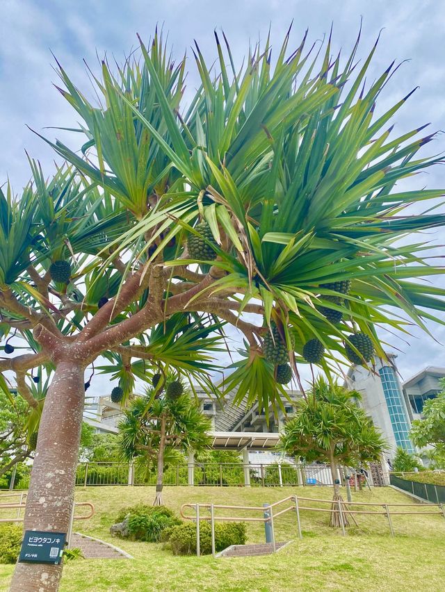 【沖繩海洋博公園】🌳讓遊客瞬間進入綠色世界🌿