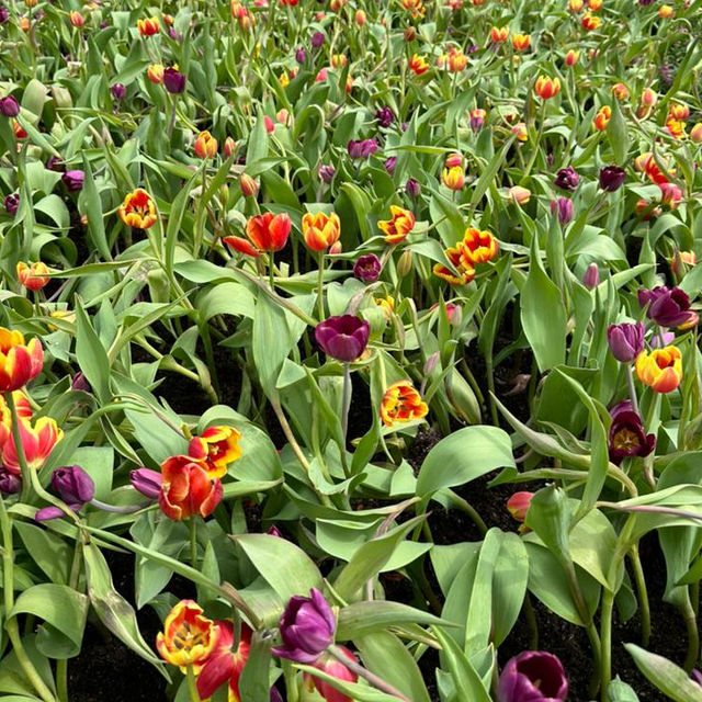 Hong Kong Flower Show