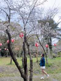 日本九州｜柳川漫活走走🚶‍♂️‍➡️