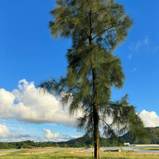 新加坡勿洛水庫公園：湖泊綠洲，適合身心放鬆