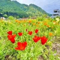 洲原ひまわりの里