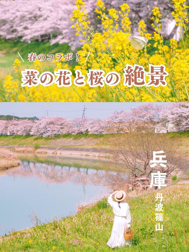 【兵庫】春だけ会える！菜の花と桜のコラボの絶対🌸