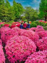 根津神社杜鵑花祭