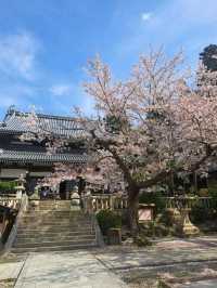 【春旅】桜香る有馬をお散歩♪