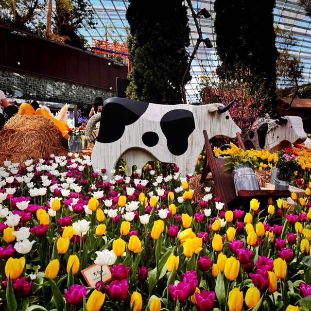 Exploring Tulipmania at Gardens by the Bay