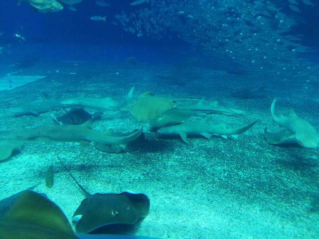 🌊ท่องโลกใต้ทะเลที่ Okinawa Churaumi Aquarium
