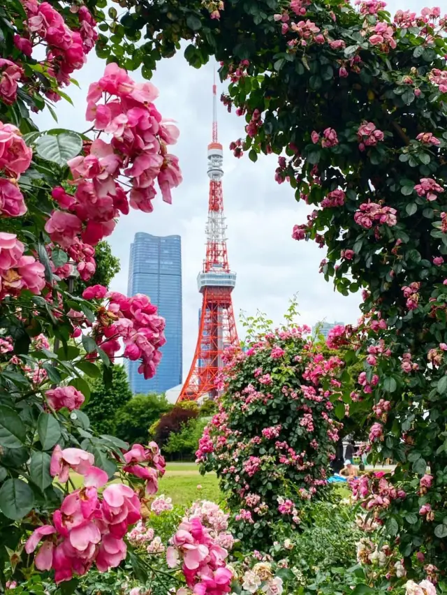 【Romantic Tokyo Tower】Roses bloom in Shiba Park in May.