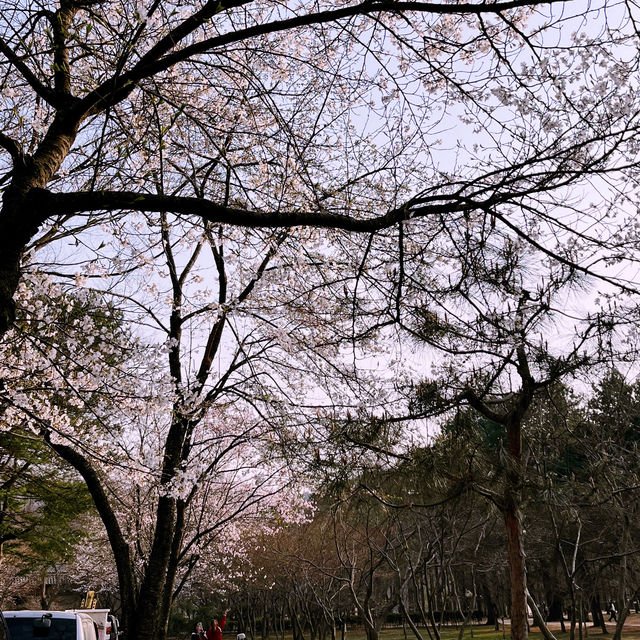 Cherry Blossoms At Nami Island