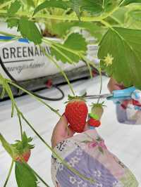 【淡路島】いちごを見上げながらピクニック『GREENARIUM』🍓
