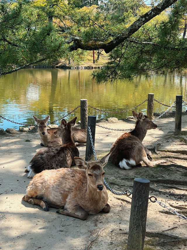 หนีแมวมาหากวางที่นารา NARA , JAPAN