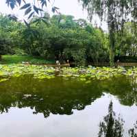 洪湖公園