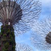 Gardens by the Bay Supertree Grove