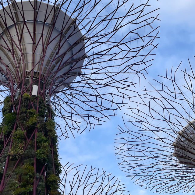 Gardens by the Bay Supertree Grove