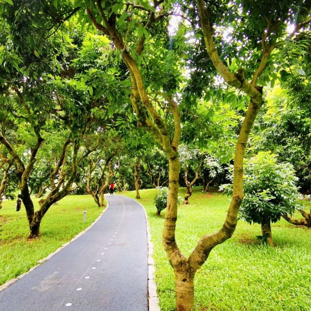 環西麗湖綠道 環西麗湖綠道