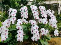 Royal Park Rajapruek