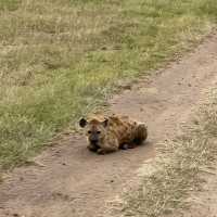 The incredible wild life of Masai Mara 