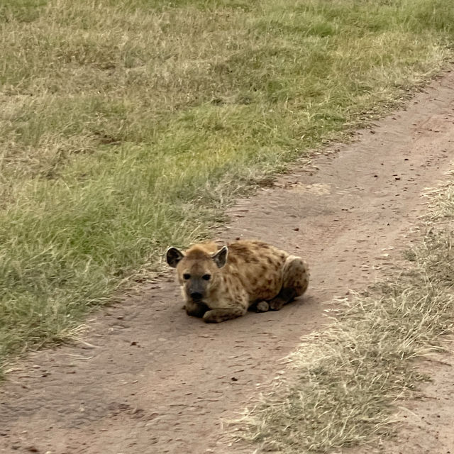 The incredible wild life of Masai Mara 