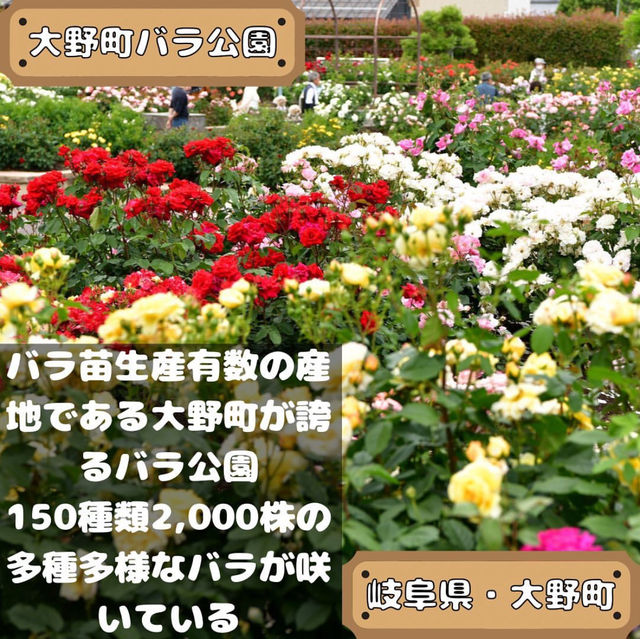 大野町バラ公園