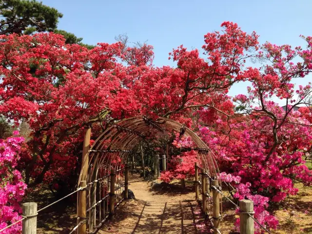 群馬縣館林市的杜鵑岡公園