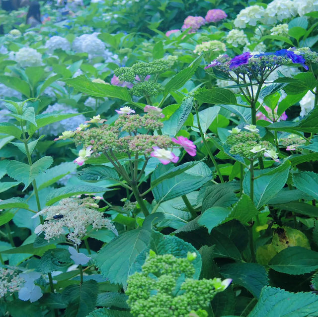 【鎌倉】長谷寺のあじさい！人気の紫陽花路を散策