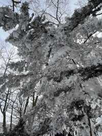 제주도 겨울 필수코스 ‘1100고지’❄️