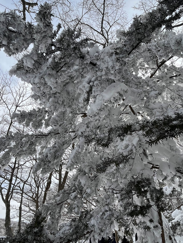 제주도 겨울 필수코스 ‘1100고지’❄️