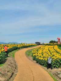 올여름 꼭 가야할 역대급 해바라기축제🌻
