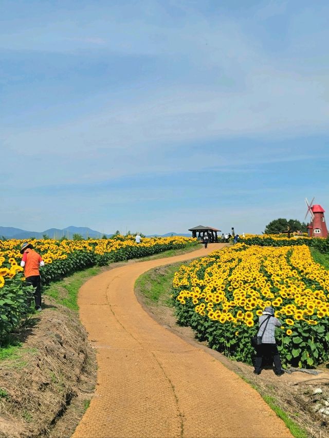올여름 꼭 가야할 역대급 해바라기축제🌻