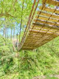 【福井県】福井のかずら橋で自然を満喫！🌿