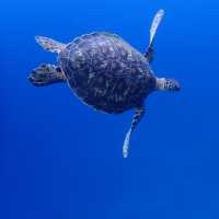 ハートアイランドで🐢🤿シュノーケリング