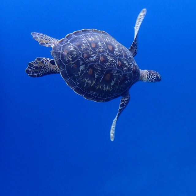 ハートアイランドで🐢🤿シュノーケリング