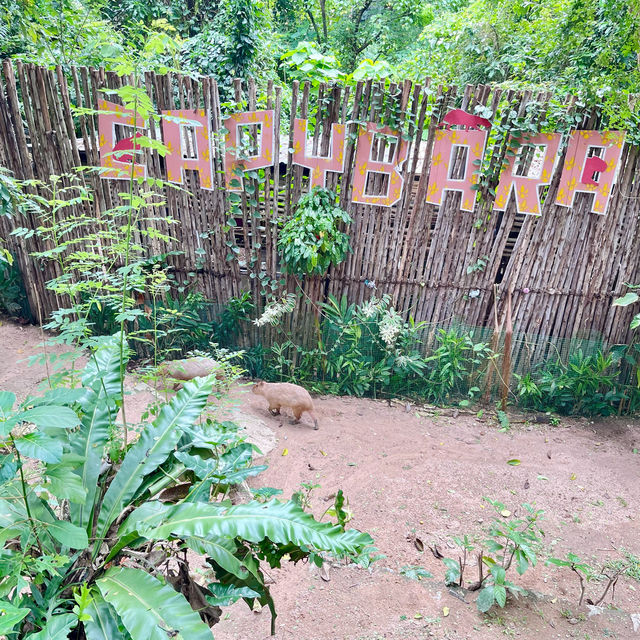 สวนสัตว์เปิดเขาเขียว 🌳 🐘🐒🦒🦓🦏🦜 🌳