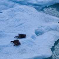 Breath taking cruise 🚢 to Alaska with Ovations of the Seas 