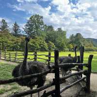 Escape to a Fairytale Land – Discover the Magic of Nami Island