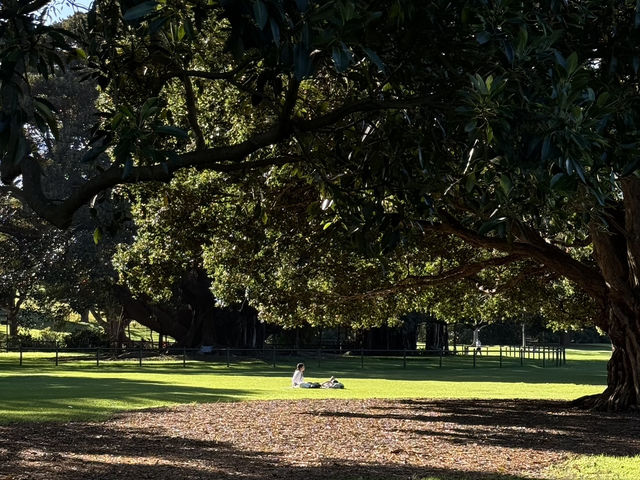 Royal botanical garden sydney⛲️🌟