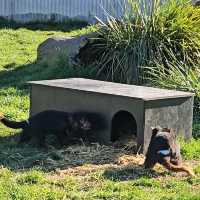 Experience Tasmania’s Wildlife at East Coast Natureworld, Bicheno