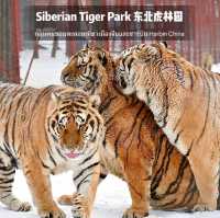 📍 Siberia Tiger Park 黑龙江·哈尔滨|东北虎林园  สถานที่ท่องเที่