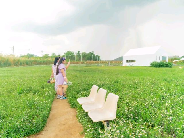 ทุ่งดอกไม้ กลาง เขาใหญ่ เปลี่ยนทุกฤดู