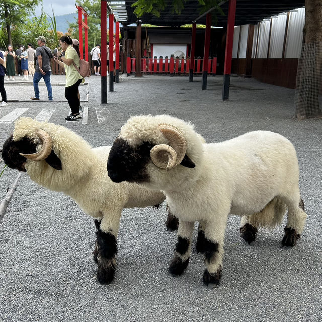 Wonderful time at Zhang Mei Ama Farm