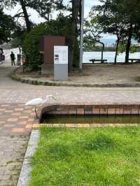 【福岡】福岡市の真ん中にある大型公園⛲️